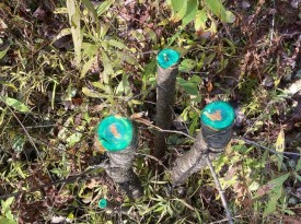 stump_treatment_w.jpg thumbnail