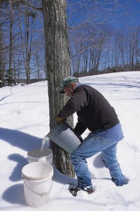 SUGAR_BOISVERT.jpg thumbnail