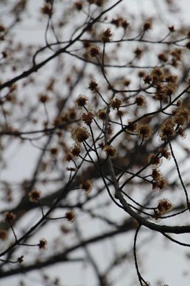 sugar_buds.jpg thumbnail