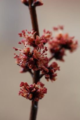 sugar_dispatch4web.jpg thumbnail