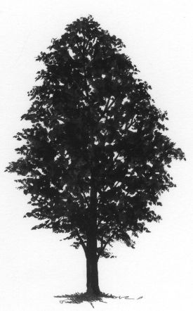 Sugar_Maple.jpg thumbnail