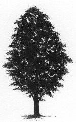 Sugar_Maple_thumb.jpg thumbnail