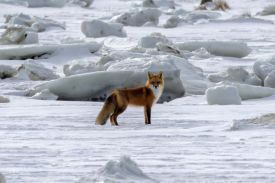 Fox hunting thumbnail