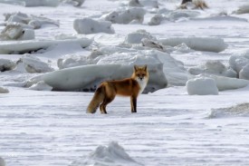 Fox hunting thumbnail