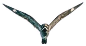 From the Center SUM20 thumbnail