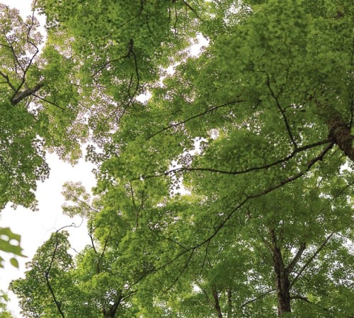 Pollinator Pathways 11