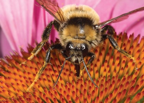 Pollinator Pathways 2