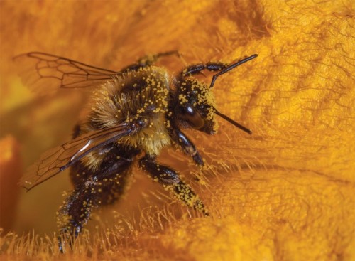 Pollinator Pathways 5