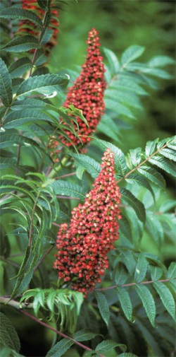 sumac.jpg