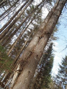 Summer13.jpg thumbnail