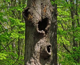 Tree Cavity thumbnail