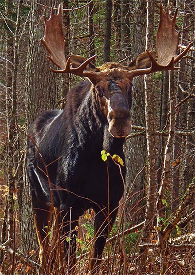 Susan_C_Morse_Moose_Aut14_1.jpg