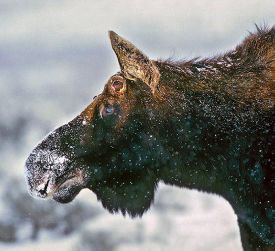 Susan_C_Morse_Moose_Spr15_1.jpg thumbnail