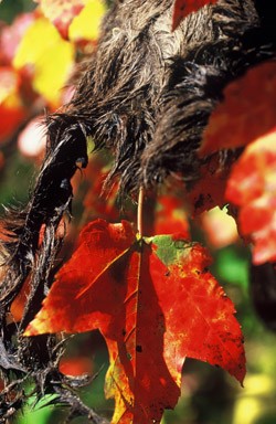 Susan C. Morse Velvet 2