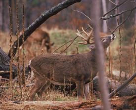 Susan_C_Morse_whitetail_aut13_1.jpg thumbnail