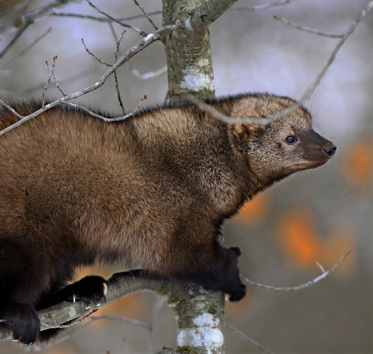 Tracking Tips: Fishers Aren't Cats 3