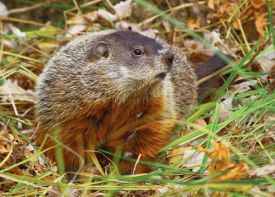 Susan_C_Morse_woodchuck_SUM13.jpg thumbnail