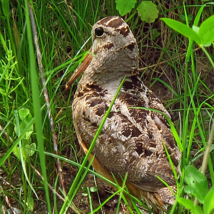 Woodcock Mother