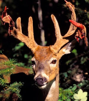 Susan C Morse Velvet 1