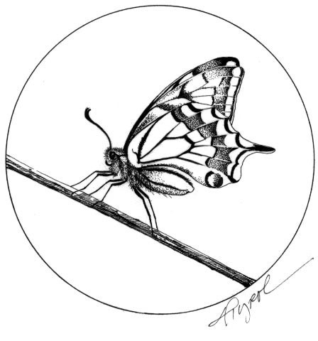 swallowtail_web.jpg