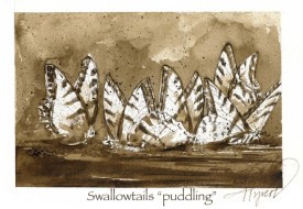 Swallowtails thumbnail