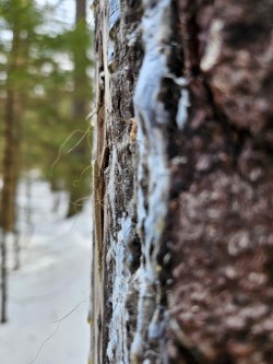 Fur on tree Photo: Janice Tassinari
