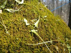 these_days.jpg thumbnail