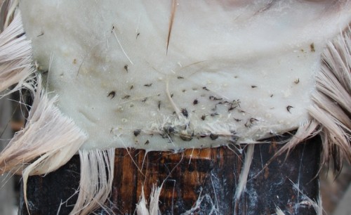 Ticks in Deer Hide