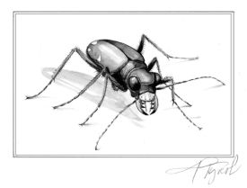 tigerbeetlepix_800.jpg thumbnail