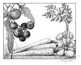 tomatopix.jpg thumbnail