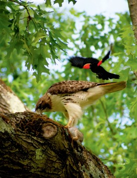 toomey_red_tailed_hawk.jpg thumbnail