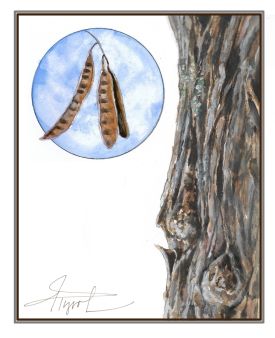 Black locust thumbnail