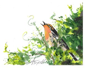 Blackburnian warblers thumbnail