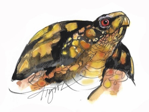 Boxturtle