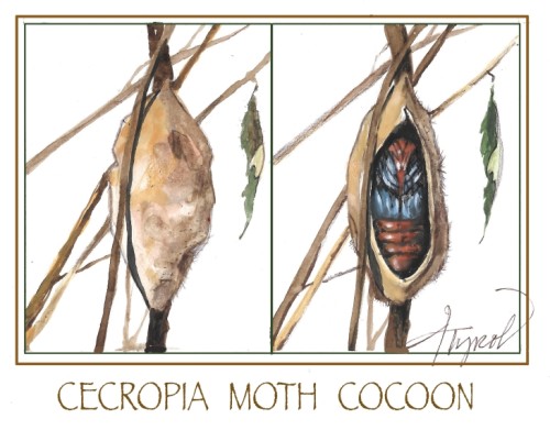 Cecropia moth cocoon