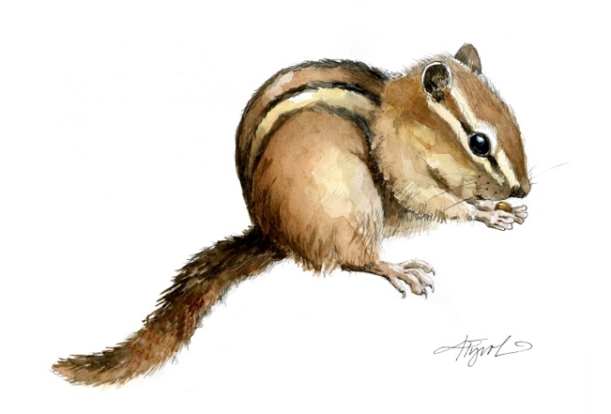 Chipmunk