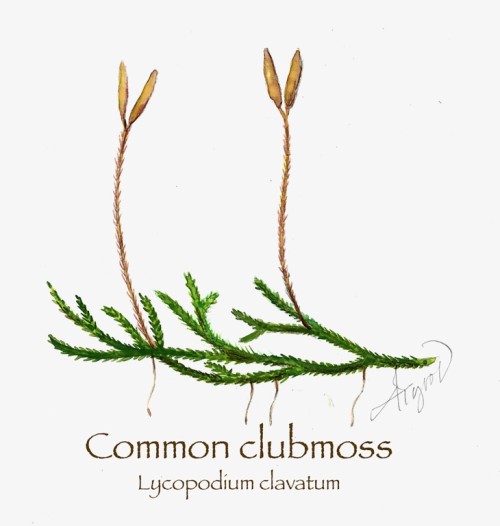 Common clubmoss
