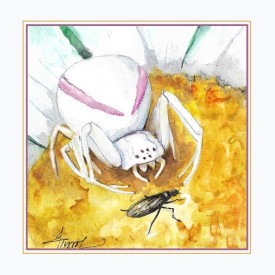 Crab spider thumbnail
