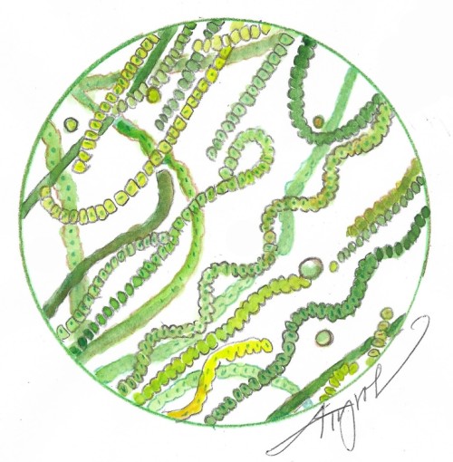 Cyanobacteria