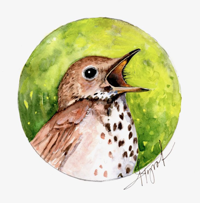 Hermit thrush