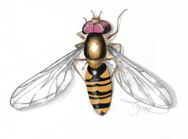 Hover fly thumbnail