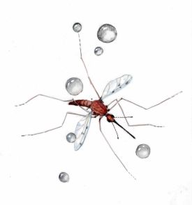 Mosquitos in rain thumbnail