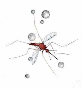 Mosquitos in rain thumbnail