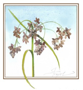 tos-northeastern-bulrush.jpg thumbnail