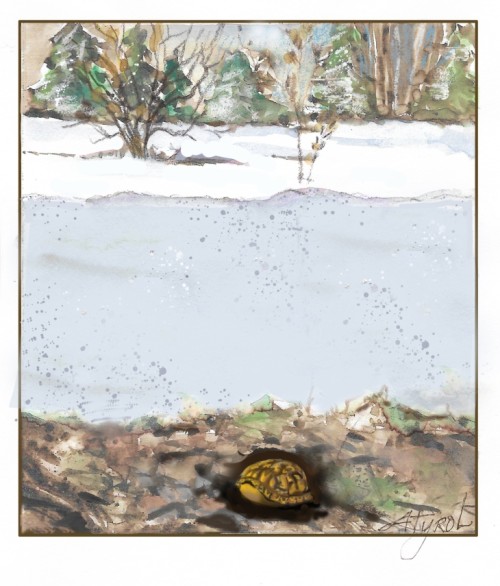 Overwintering turtles
