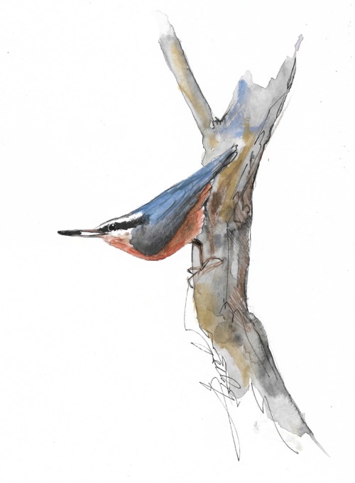Red breasted nuthatch
