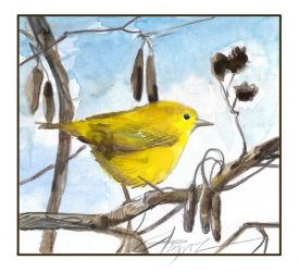 Shrub swamp bird thumbnail
