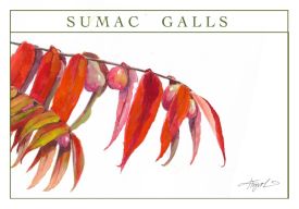 Sumac galls thumbnail