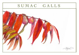 Sumac galls thumbnail