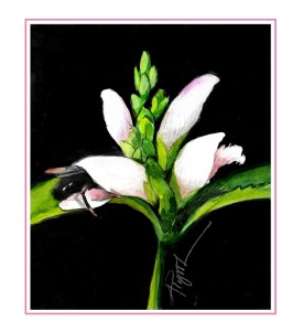 Turtlehead thumbnail